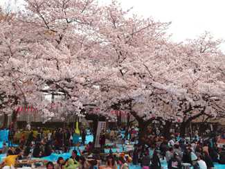 花見イメージ