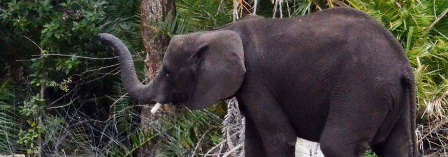 アフリカのゾウ