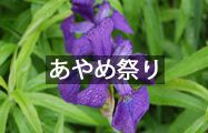 あやめ祭り