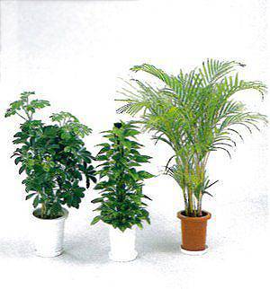観葉植物レンタル