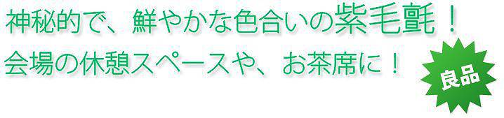 会場の休憩スペースやお茶席にお勧めの紫毛氈!