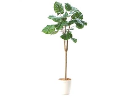 観葉植物(ウンベラータ) レンタル