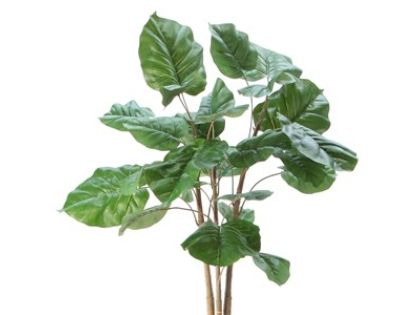 観葉植物(ウンベラータ) 詳細