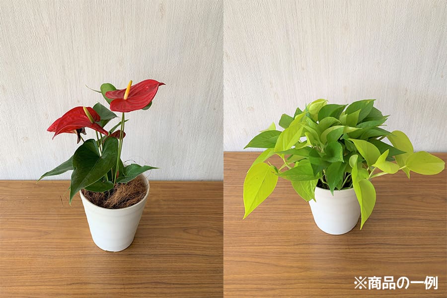 観葉植物Sサイズ レンタル