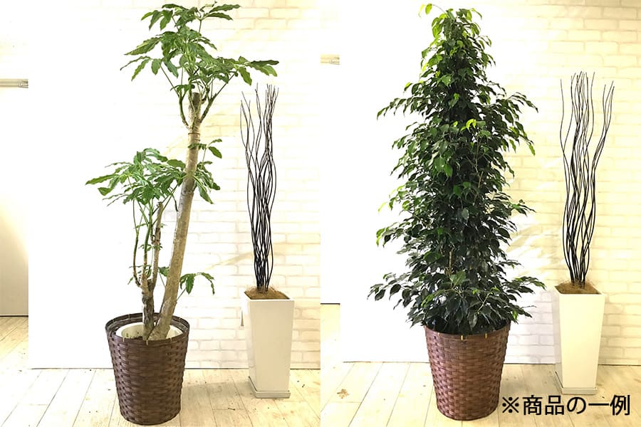 観葉植物Lサイズ レンタル